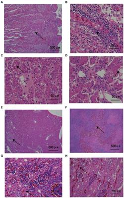 An outbreak of Providencia rettgeri bacteremia at a Ptyas mucosus farm in Hainan, China